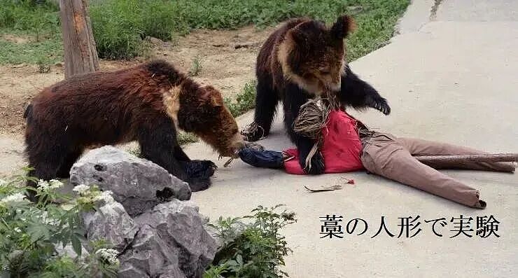 日本深陷“人熊战争”：杀人熊失控，第13名死者出现！专家：它们记住了人肉的味道...（组图） - 12