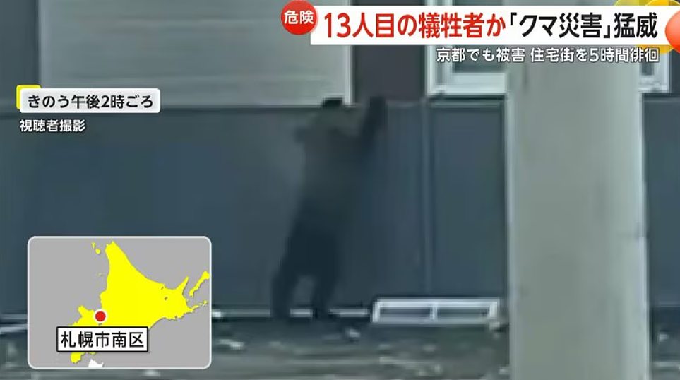 日本深陷“人熊战争”：杀人熊失控，第13名死者出现！专家：它们记住了人肉的味道...（组图） - 3
