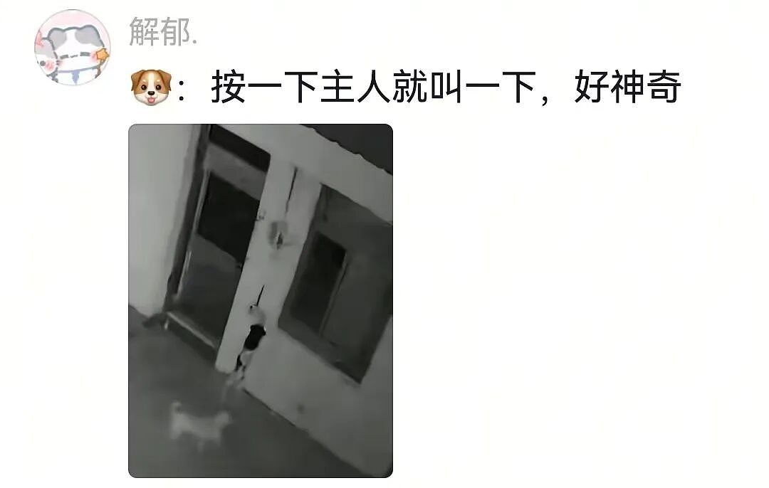 【宠物】主人教狗子祈祷,没想到狗子在主人最专注的时候,以一己之力“破坏”形式,狗子:麻麻全世界我最爱你(组图) - 2