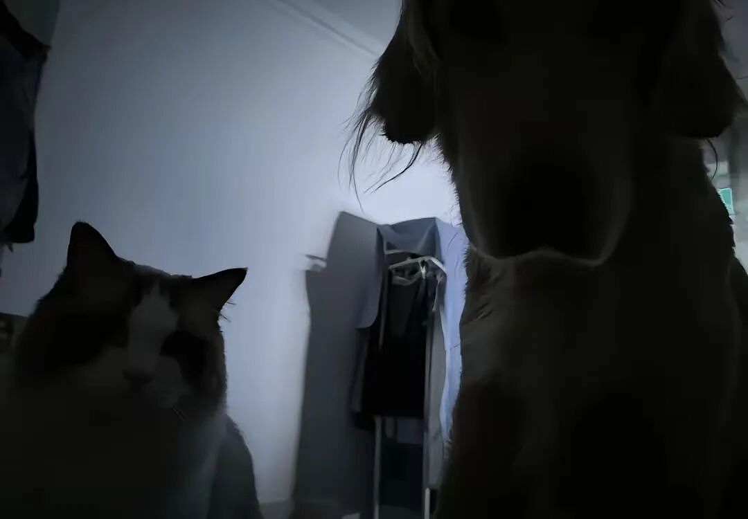 【宠物】主人教狗子祈祷,没想到狗子在主人最专注的时候,以一己之力“破坏”形式,狗子:麻麻全世界我最爱你(组图) - 4