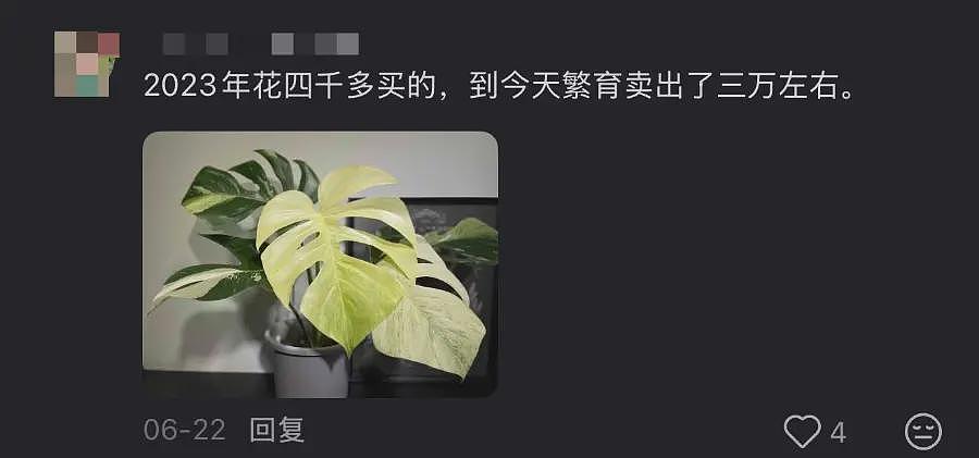 一株绿植100万，中产“销金窟”又出王炸（组图） - 14