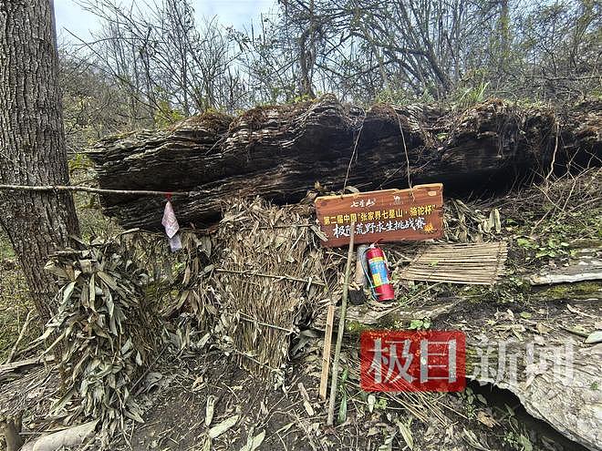 实探张家界荒野求生选手“苗王”的庇护所:堆着大量猕猴桃等野果,一个多月他只瘦了10多斤(组图) - 2