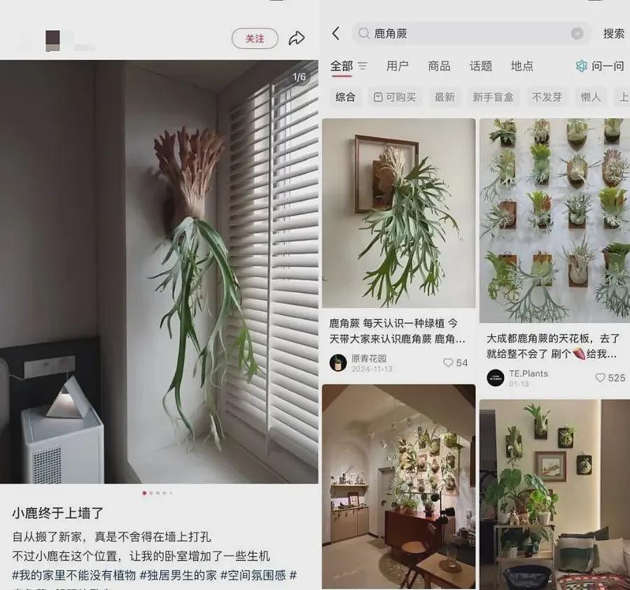 一株绿植100万，中产“销金窟”又出王炸（组图） - 17
