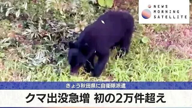 日本深陷“人熊战争”：杀人熊失控，第13名死者出现！专家：它们记住了人肉的味道...（组图） - 13