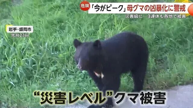 日本深陷“人熊战争”：杀人熊失控，第13名死者出现！专家：它们记住了人肉的味道...（组图） - 1