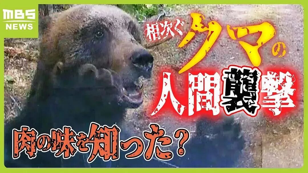 日本深陷“人熊战争”：杀人熊失控，第13名死者出现！专家：它们记住了人肉的味道...（组图） - 16