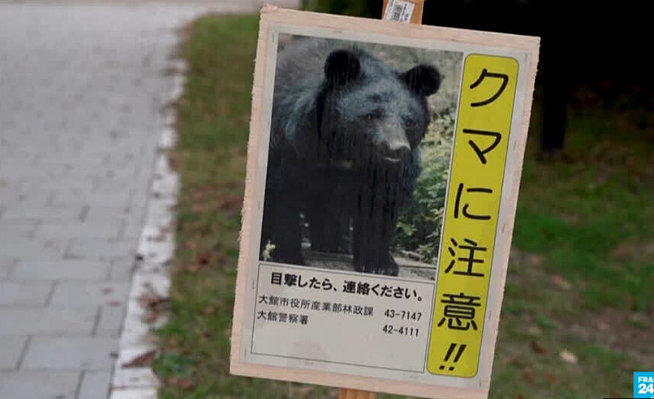 “它们记住了人类的味道!”日本熊灾恐怖升级马上失控?专家都惊呼前所未见(组图) - 9
