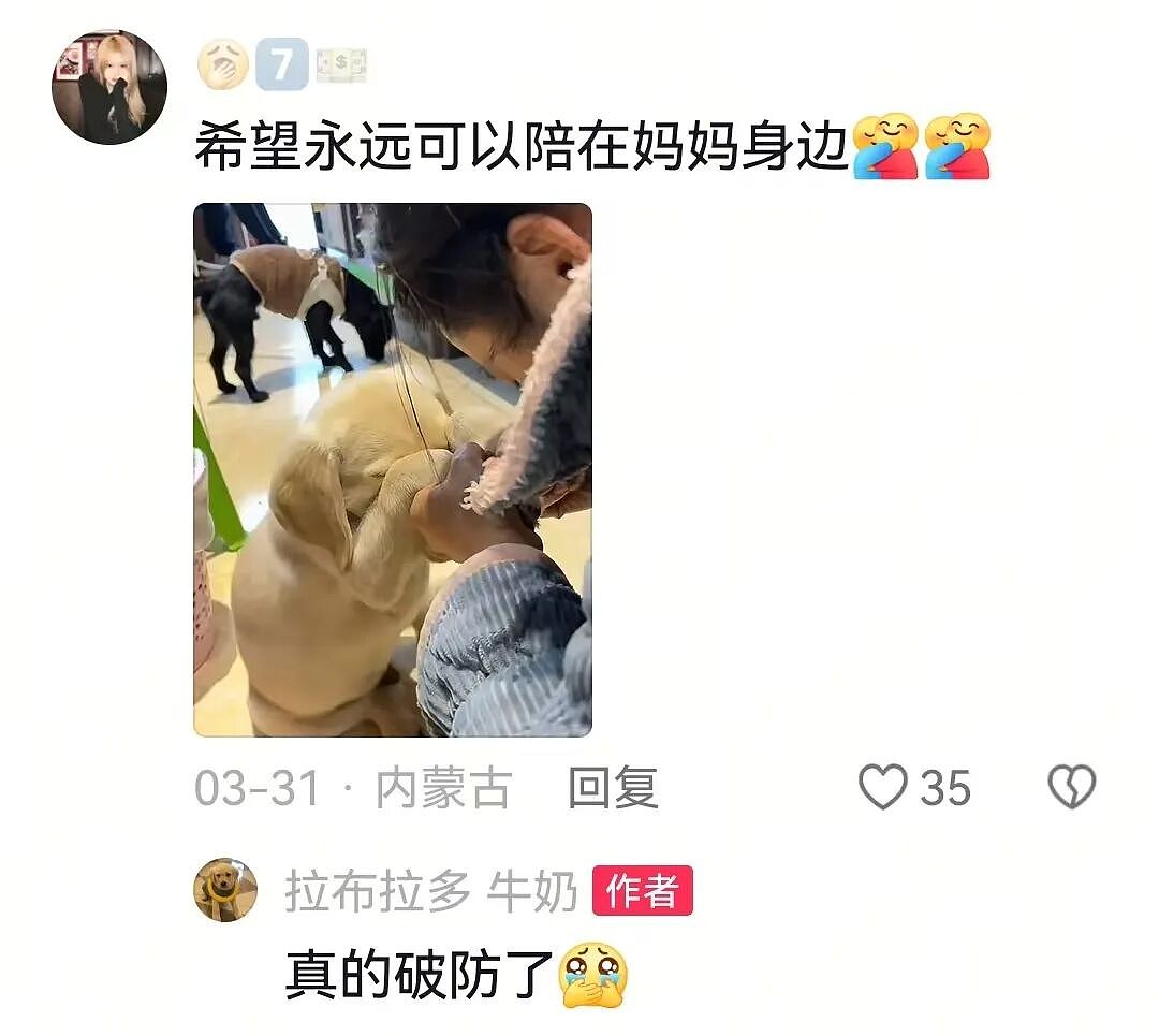 【宠物】主人教狗子祈祷,没想到狗子在主人最专注的时候,以一己之力“破坏”形式,狗子:麻麻全世界我最爱你(组图) - 6