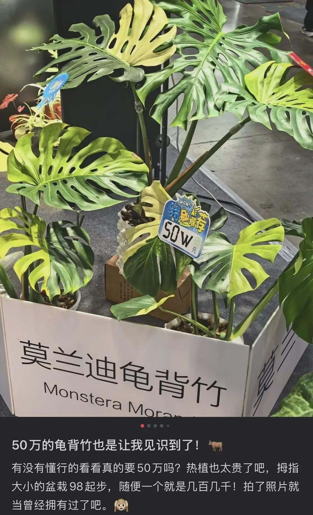 一株绿植100万，中产“销金窟”又出王炸（组图） - 2