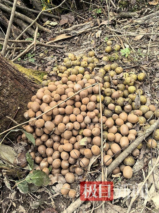 实探张家界荒野求生选手“苗王”的庇护所:堆着大量猕猴桃等野果,一个多月他只瘦了10多斤(组图) - 3