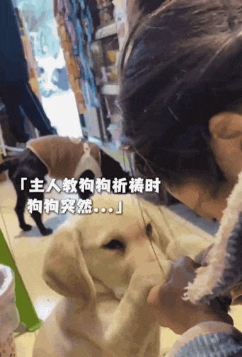 【宠物】主人教狗子祈祷,没想到狗子在主人最专注的时候,以一己之力“破坏”形式,狗子:麻麻全世界我最爱你(组图) - 5
