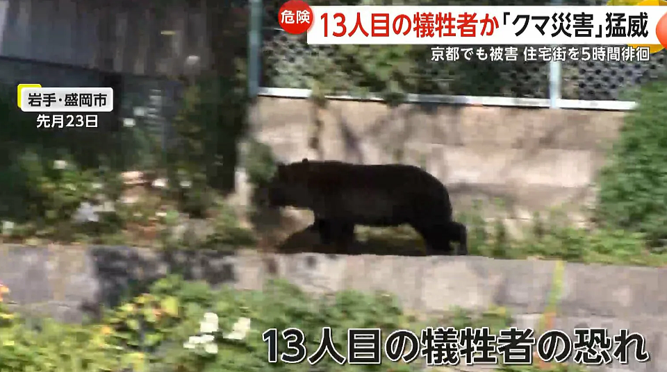 日本深陷“人熊战争”：杀人熊失控，第13名死者出现！专家：它们记住了人肉的味道...（组图） - 4