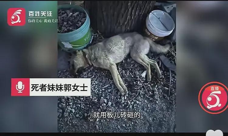 狗咬人引发命案律师透露新进展:狗主人的妹夫重伤,属于正当防卫(组图) - 5