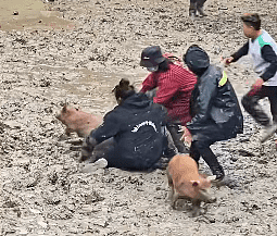 贵州一村庆丰收办“抓猪比赛”，女子飞身压擒震撼网友（视频/组图） - 3