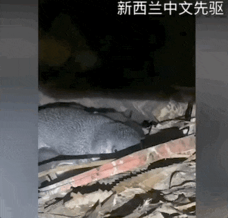 “我家卧室住了群企鹅,还通宵开趴!“新西兰夫妻快被逼疯了(组图) - 7