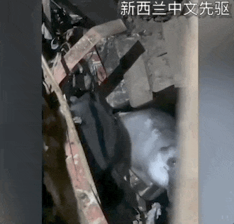 “我家卧室住了群企鹅,还通宵开趴!“新西兰夫妻快被逼疯了(组图) - 6