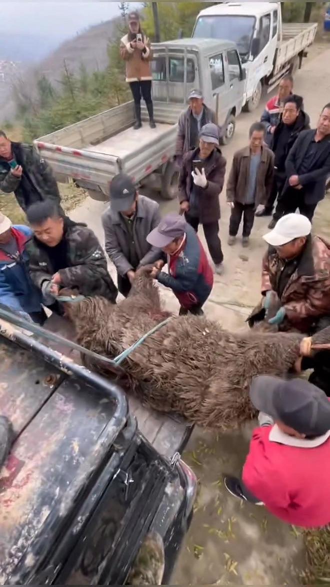 4条猎犬围捕400斤大野猪牺牲，护农队：今年33条犬牺牲（组图） - 4