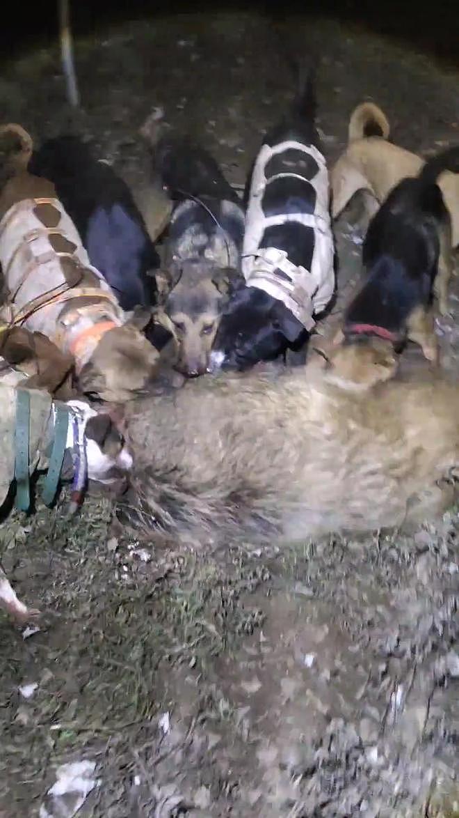 4条猎犬围捕400斤大野猪牺牲，护农队：今年33条犬牺牲（组图） - 2