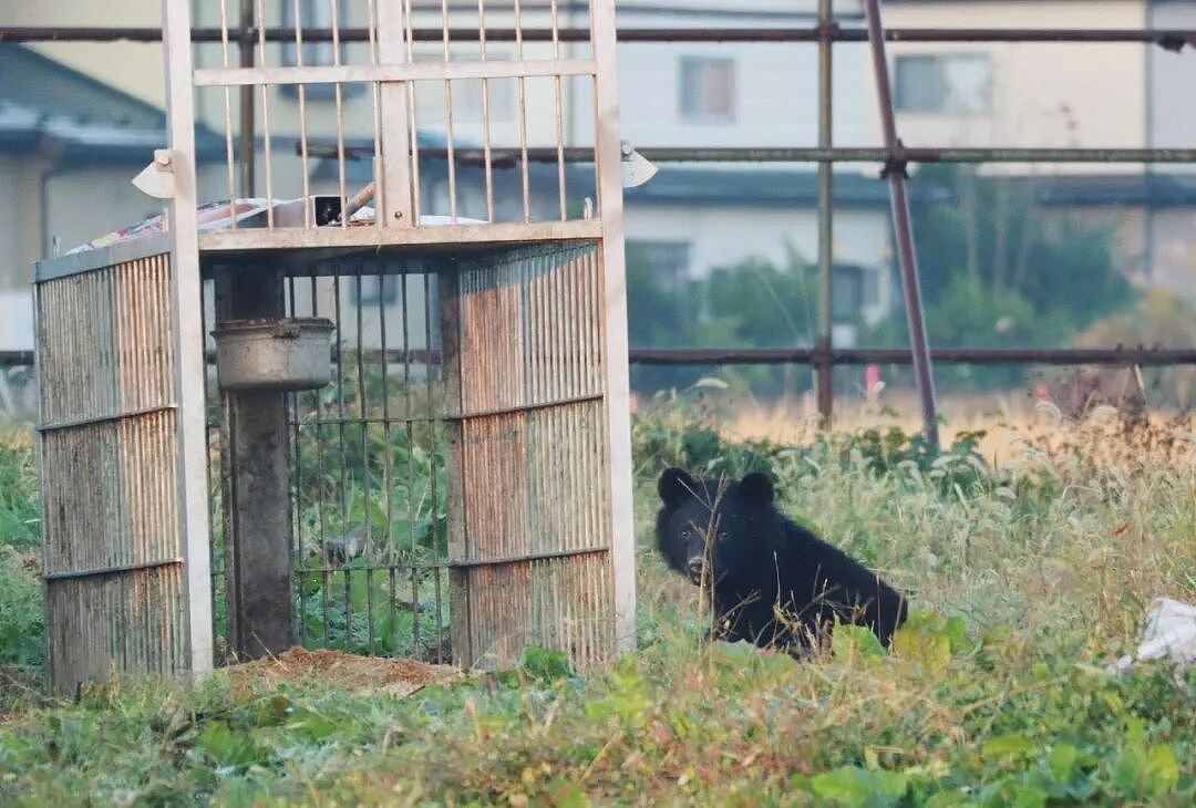 太可怕!日本“熊灾“失控,今年被目睹2万次“熊出没“,黑熊频繁出现城镇街道,多人伤亡(组图) - 35