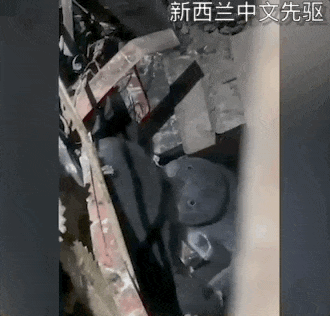 “我家卧室住了群企鹅,还通宵开趴!“新西兰夫妻快被逼疯了(组图) - 5
