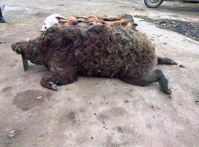 4条猎犬围捕400斤大野猪牺牲，护农队：今年33条犬牺牲（组图） - 1