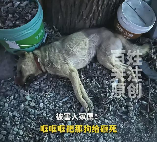 一条狗引发的命案后续:案发当晚视频曝光,律师透露一审重大进展(组图) - 1
