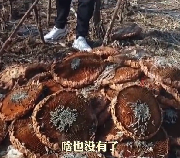 100亩向日葵遭周边村民哄抢破坏，警方已拘留8人！“30%被抢走，70%被糟蹋，损失50万元”（组图） - 3