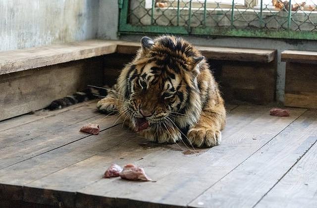 认养两年的东北虎 续费时才得知已死亡2个多月，当事人质疑园方违规隐瞒（组图） - 1