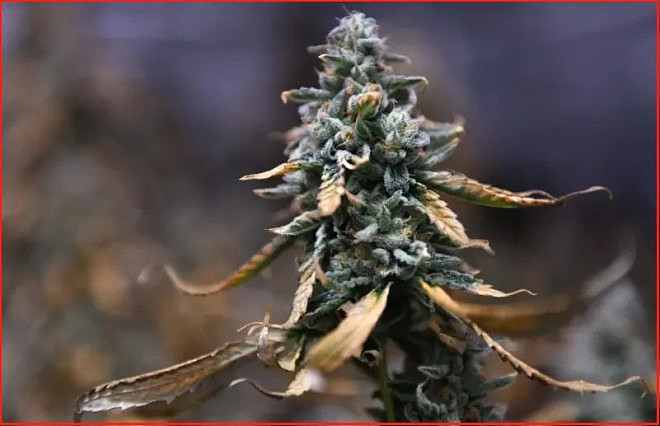 重创280亿美元产业！美禁止几乎所有这类产品（组图） - 2