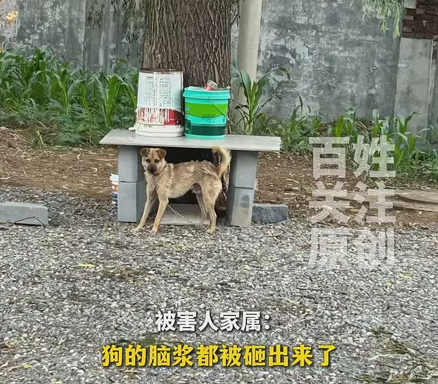 大反转！狗主人上门打砸遭反杀续：重要证据出现，谁杀了谁不好说（组图） - 6