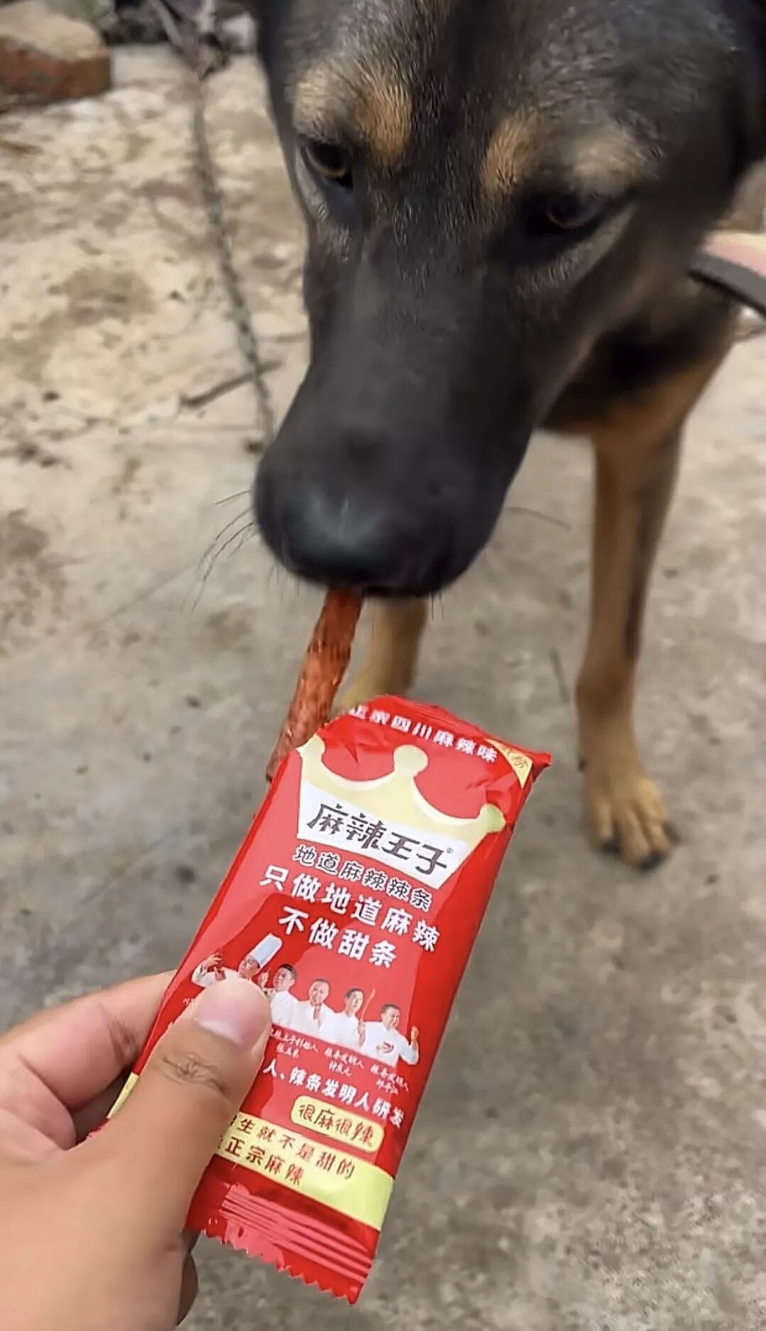 【爆笑】“和珅上班为什么不打车？”哈哈哈哈哈哈哈哈网友太有梗了（组图） - 91