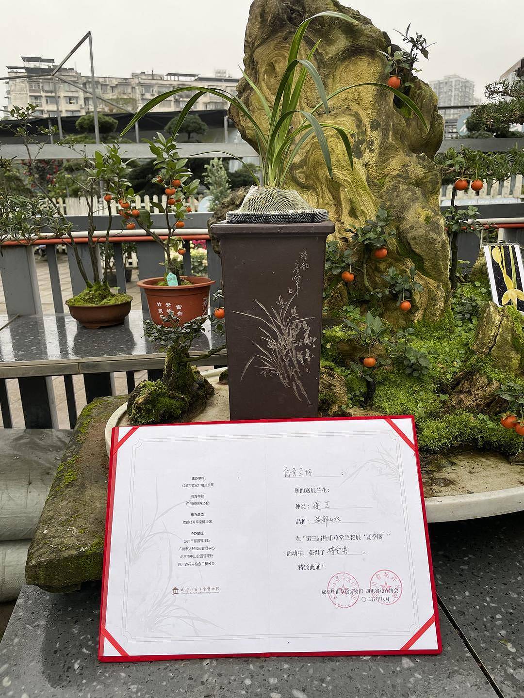 200万一盆!“天价兰花”谁在买?(组图) - 3