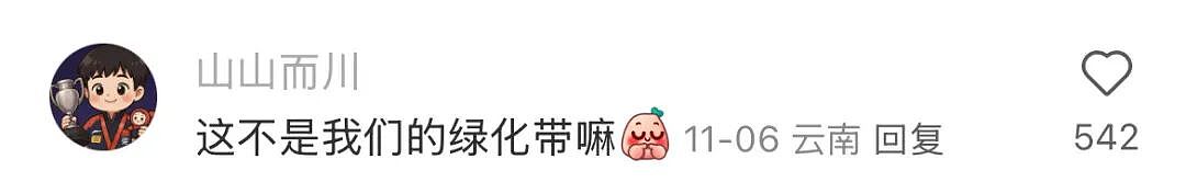 超市50块钱一斤的网红菜，竟是云南人的“绿化带”？（组图） - 4