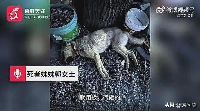 山西狗咬人血案细节曝光:剔骨刀没死者DNA,1.7米狗链咋咬到人?(组图) - 2