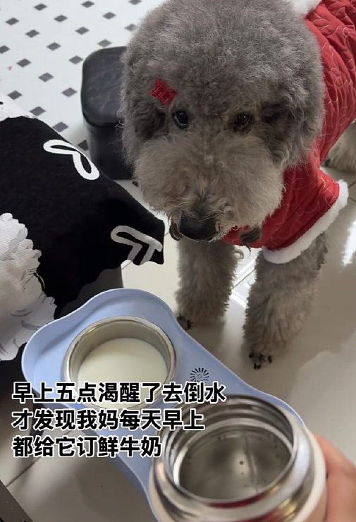【爆笑】LV 14万的狗盆原来长这样?网友夺笋:这十几万要实在没地方花你给我!(组图) - 50