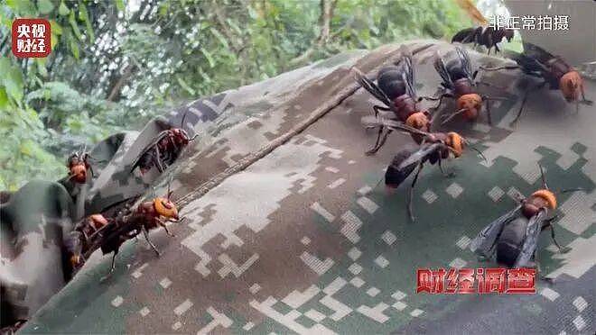 成本500元能赚5000元!“杀人蜂”遭滥养(组图) - 3