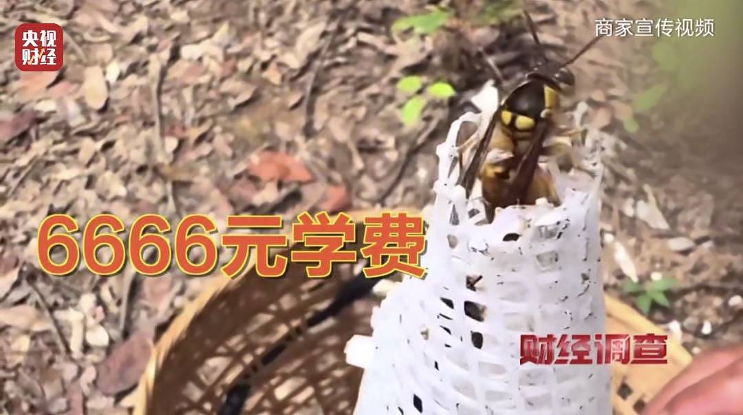 成本500元能赚5000元!“杀人蜂”遭滥养(组图) - 4
