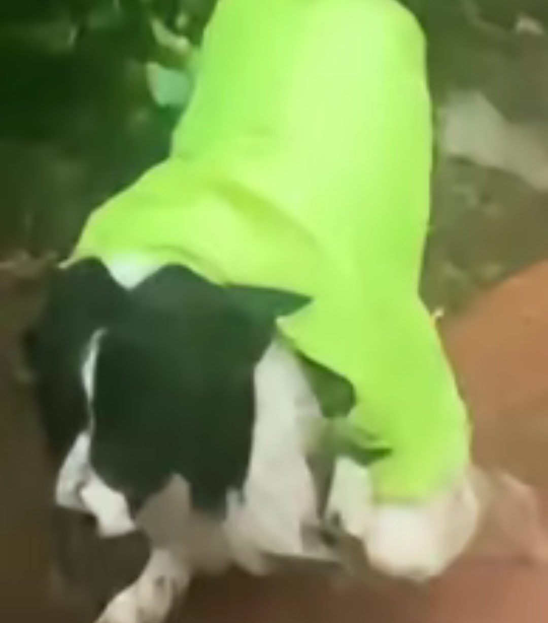 【宠物】狗子靠近猫猫的罐头被打得嗷嗷哭,怎么哄都没用,直到说再哭小猫又要打它才止住…主人:白长那么大个头(组图) - 11