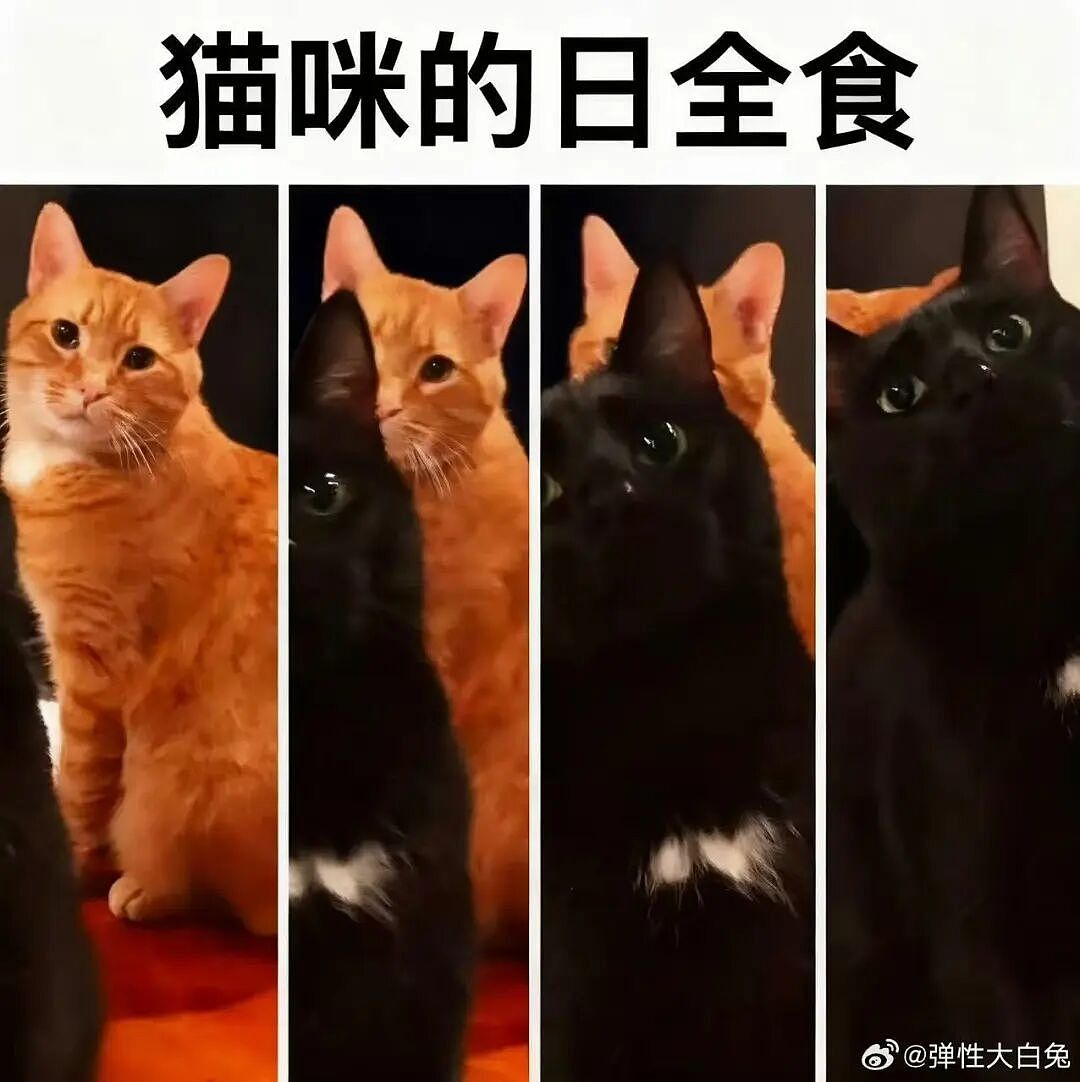 【爆笑】“和老公吵架我叫了上门跟拍...?”哈哈哈这才是真正的战地摄影师(组图) - 72