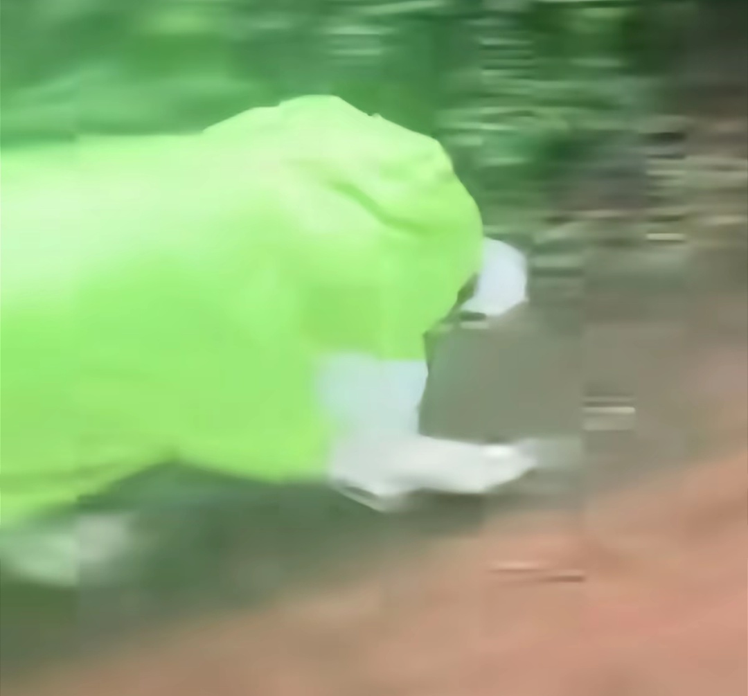 【宠物】狗子靠近猫猫的罐头被打得嗷嗷哭,怎么哄都没用,直到说再哭小猫又要打它才止住…主人:白长那么大个头(组图) - 18