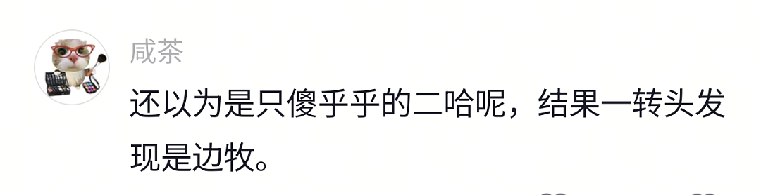 【宠物】狗子靠近猫猫的罐头被打得嗷嗷哭,怎么哄都没用,直到说再哭小猫又要打它才止住…主人:白长那么大个头(组图) - 16