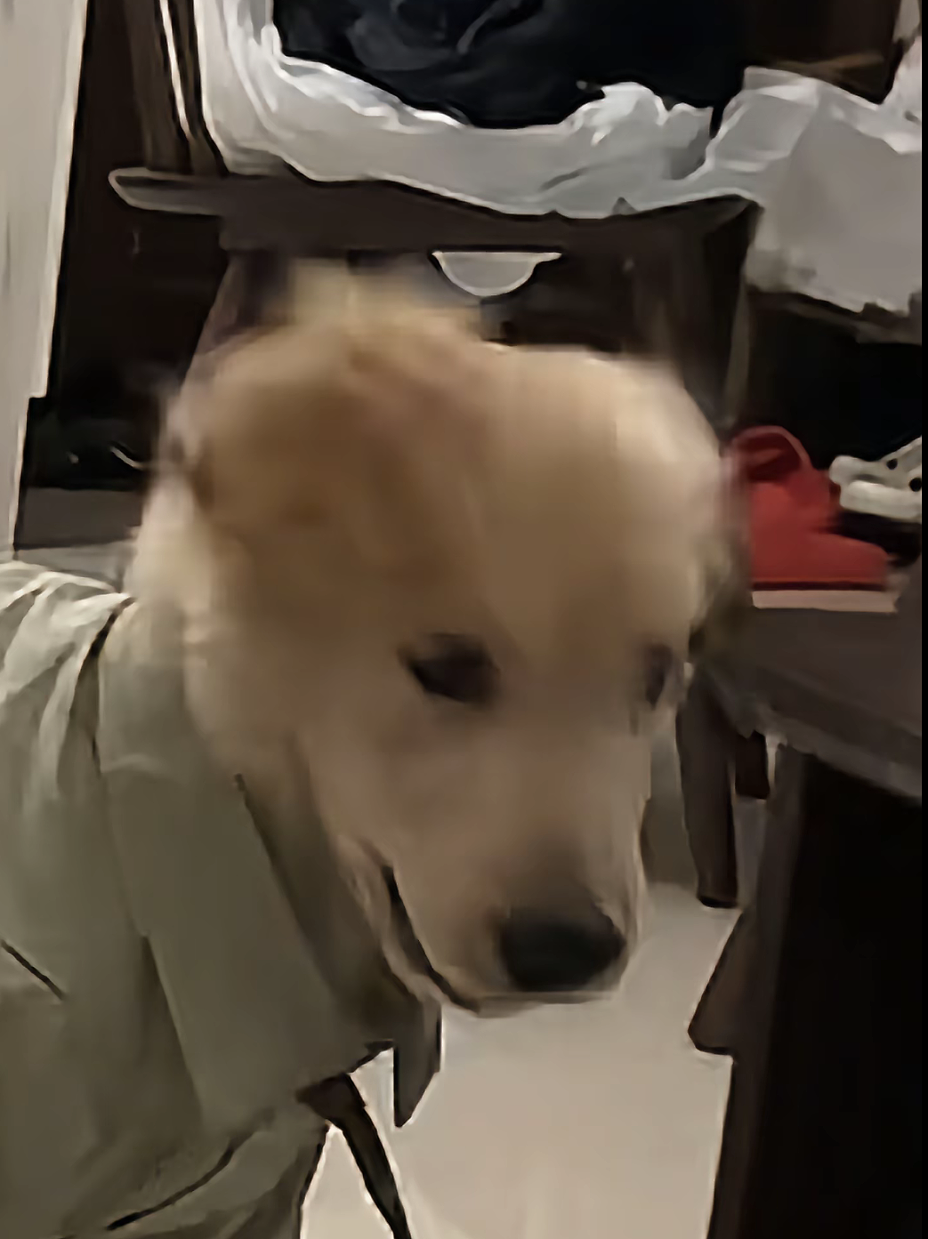 【宠物】狗子靠近猫猫的罐头被打得嗷嗷哭,怎么哄都没用,直到说再哭小猫又要打它才止住…主人:白长那么大个头(组图) - 21