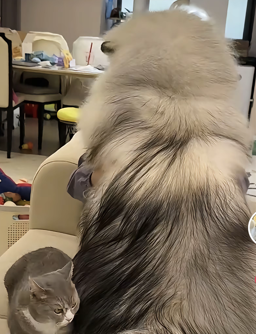【宠物】狗子靠近猫猫的罐头被打得嗷嗷哭,怎么哄都没用,直到说再哭小猫又要打它才止住…主人:白长那么大个头(组图) - 5