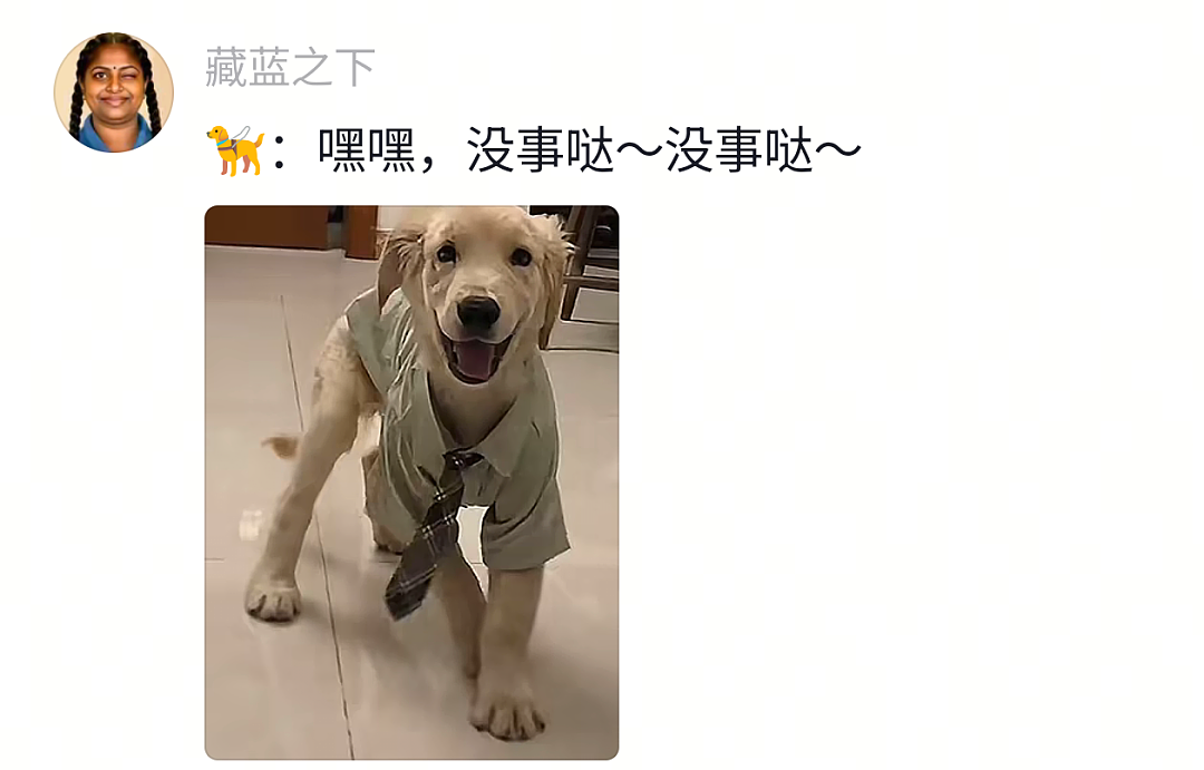 【宠物】狗子靠近猫猫的罐头被打得嗷嗷哭,怎么哄都没用,直到说再哭小猫又要打它才止住…主人:白长那么大个头(组图) - 27