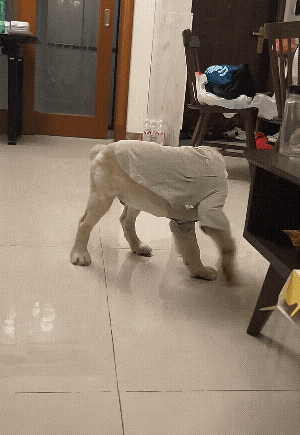 【宠物】狗子靠近猫猫的罐头被打得嗷嗷哭,怎么哄都没用,直到说再哭小猫又要打它才止住…主人:白长那么大个头(组图) - 19
