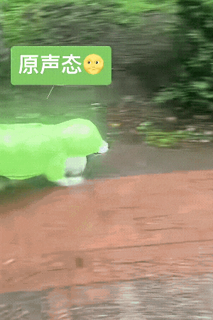 【宠物】狗子靠近猫猫的罐头被打得嗷嗷哭,怎么哄都没用,直到说再哭小猫又要打它才止住…主人:白长那么大个头(组图) - 10