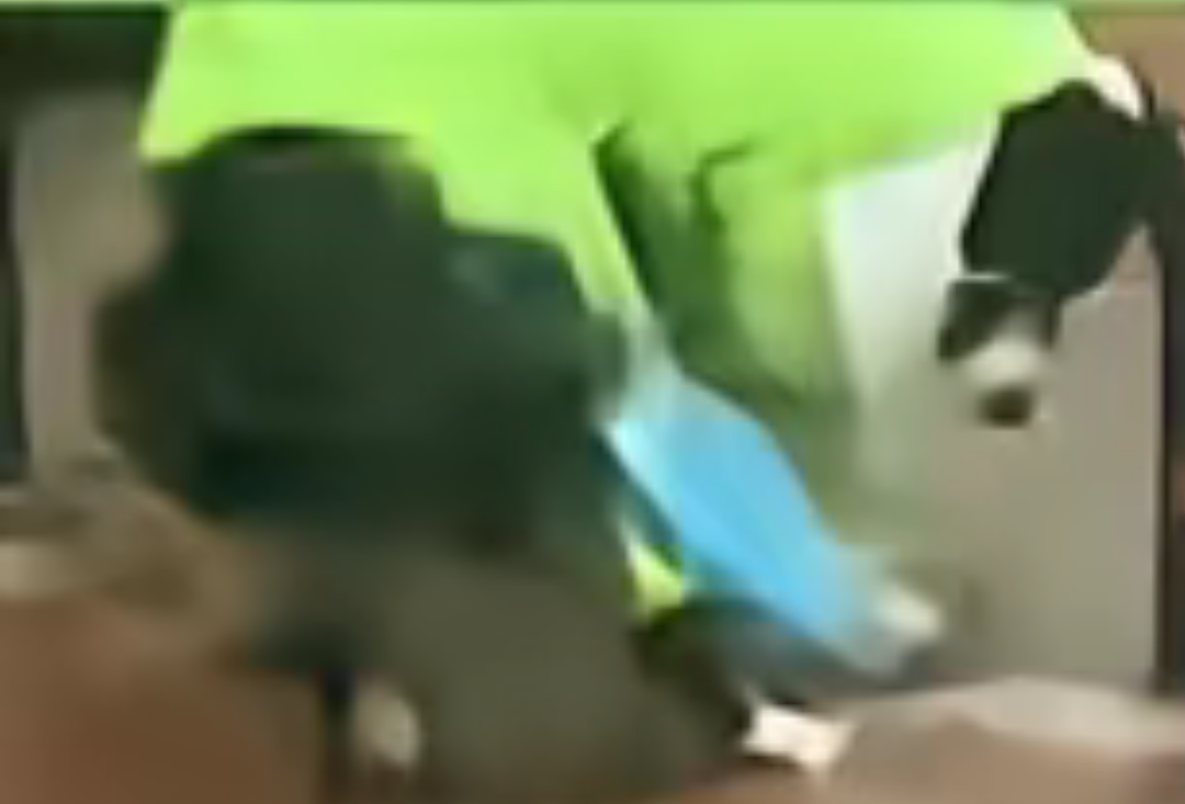 【宠物】狗子靠近猫猫的罐头被打得嗷嗷哭,怎么哄都没用,直到说再哭小猫又要打它才止住…主人:白长那么大个头(组图) - 17