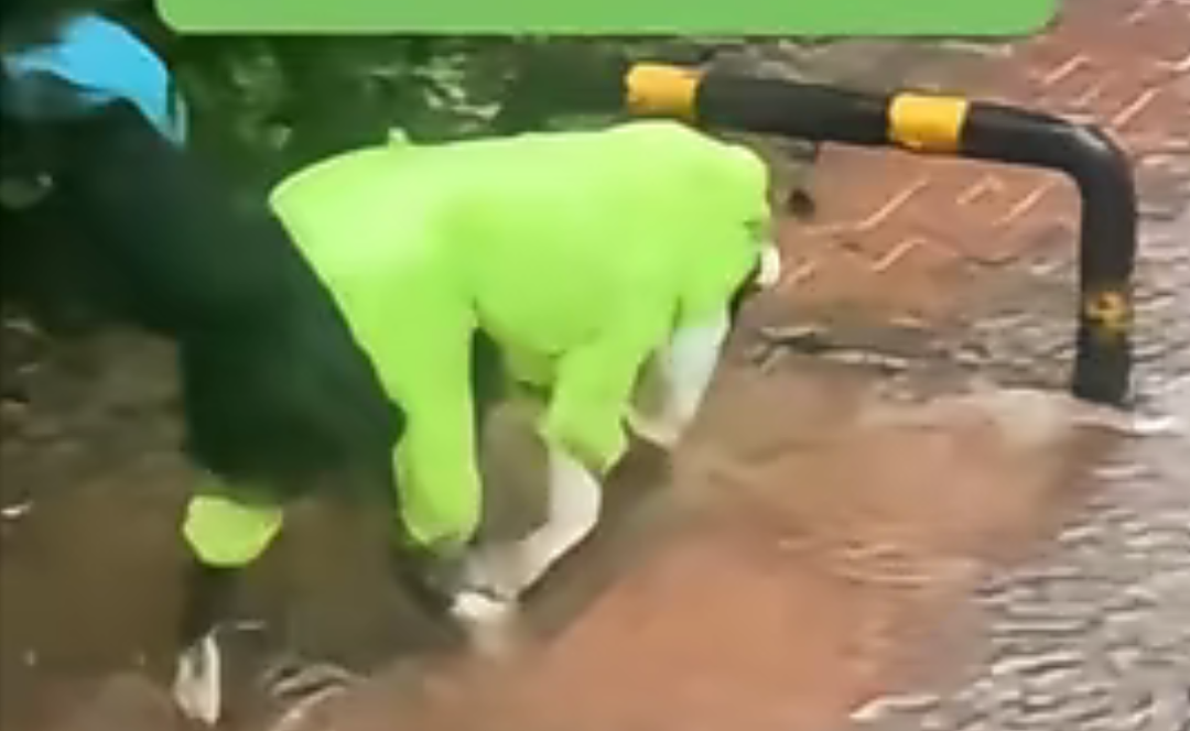 【宠物】狗子靠近猫猫的罐头被打得嗷嗷哭,怎么哄都没用,直到说再哭小猫又要打它才止住…主人:白长那么大个头(组图) - 12