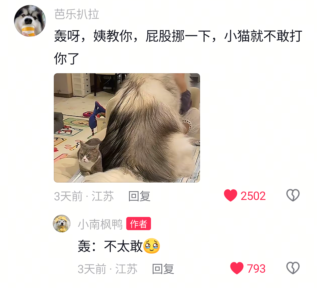 【宠物】狗子靠近猫猫的罐头被打得嗷嗷哭,怎么哄都没用,直到说再哭小猫又要打它才止住…主人:白长那么大个头(组图) - 6