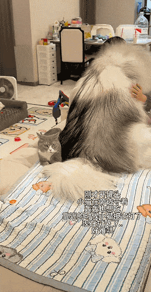 【宠物】狗子靠近猫猫的罐头被打得嗷嗷哭,怎么哄都没用,直到说再哭小猫又要打它才止住…主人:白长那么大个头(组图) - 1
